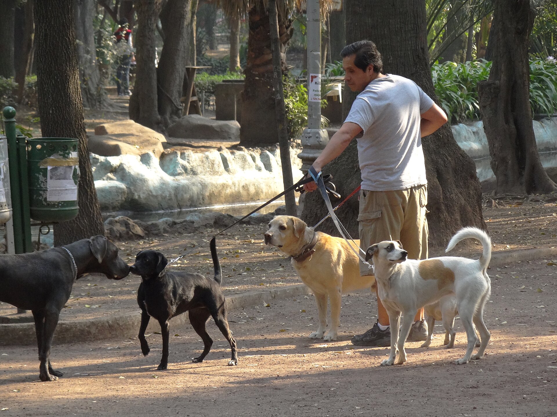Pet sitting & walking website template preview